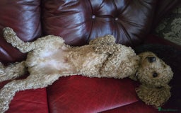 Cockapoo dogs for sale: F1b cockapoos - Image 3