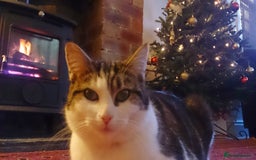 Mixed Breed cats for sale: Cat for new home - Image 2