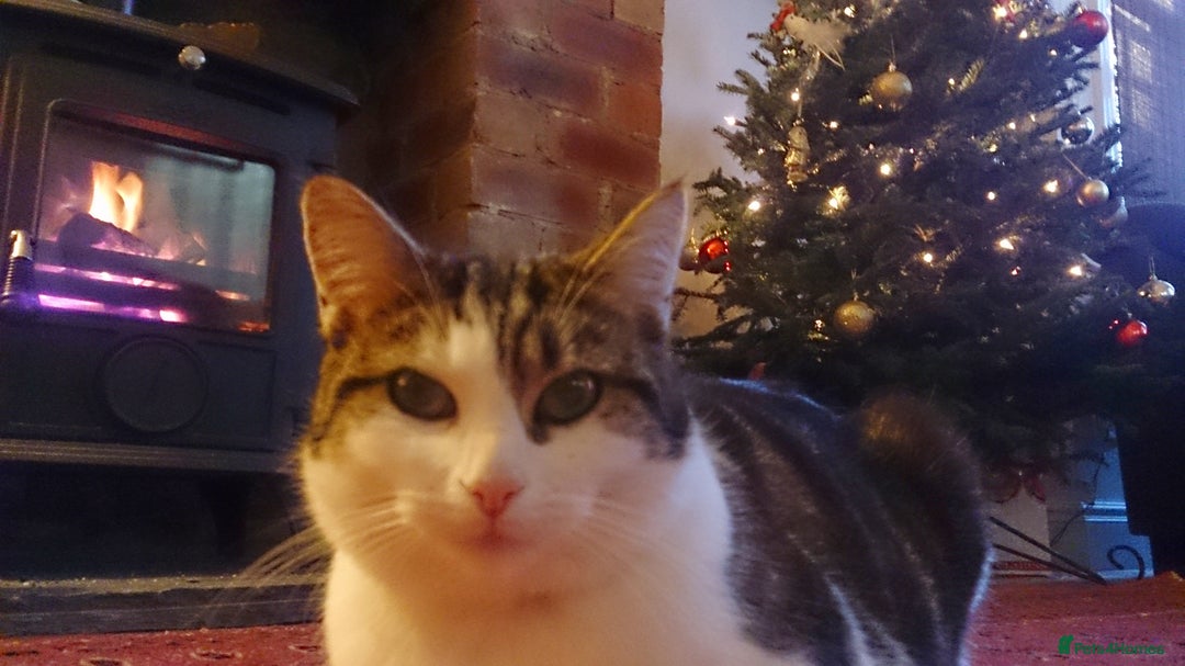 Mixed Breed cats for sale: Cat for new home - Image 2