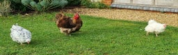 Chickens poultry for sale: Orpington English Rare Colour Trio - Advert 6