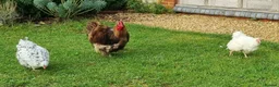 Chickens poultry for sale: Orpington English Rare Colour - Advert 4