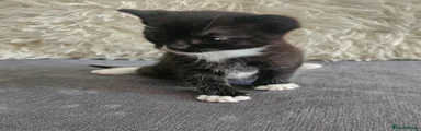 Mixed Breed Kitten 3