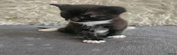 Mixed Breed cats for sale: Kittens for sale - Advert 6
