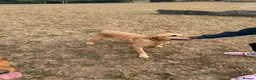 Labrador Retriever dogs for sale: Gorgeous 7 year old Labrador - Advert 2