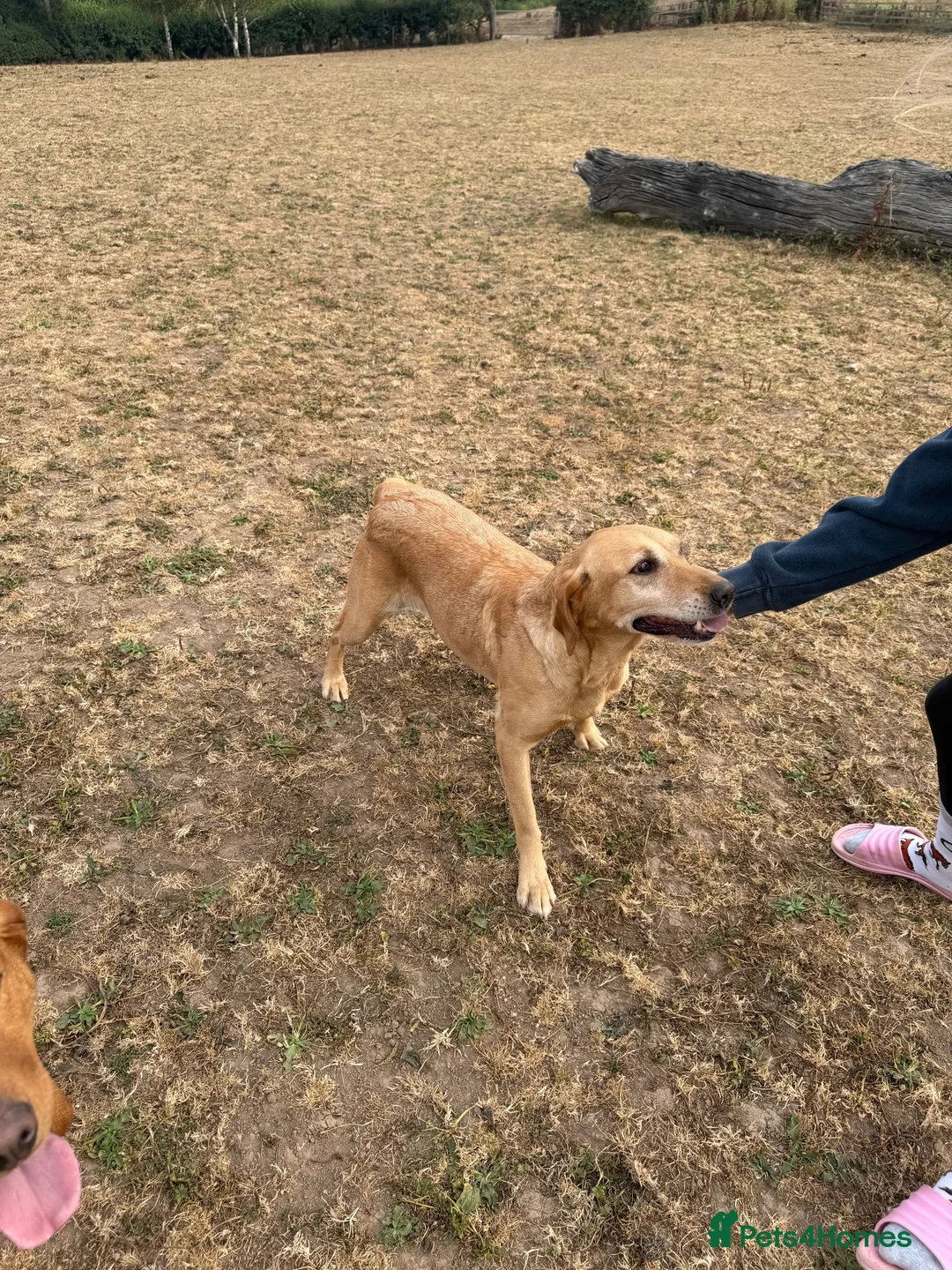 Labrador Retriever dogs for sale: Gorgeous 7 year old Labrador - Advert 2