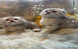 British Shorthair cats for sale: Chocolate spotty Scottish fold kittens - Image 6