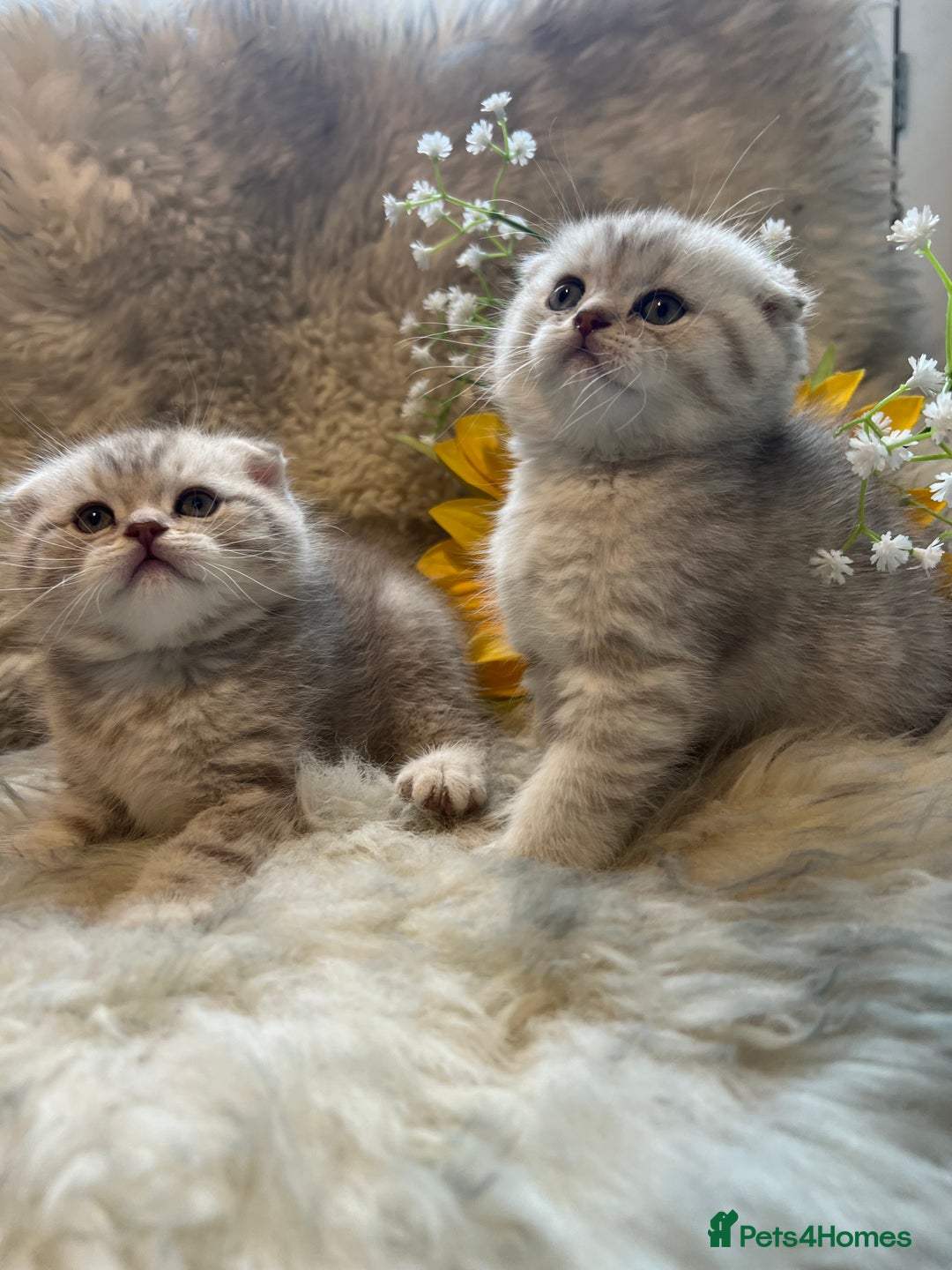 British Shorthair cats for sale: Chocolate spotty Scottish fold kittens - Image 6