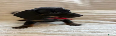 Miniature Dachshund 3