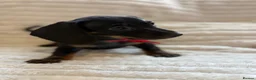 Miniature Dachshund dogs for sale: Beautiful litter of miniature dachshund pups - Advert 15