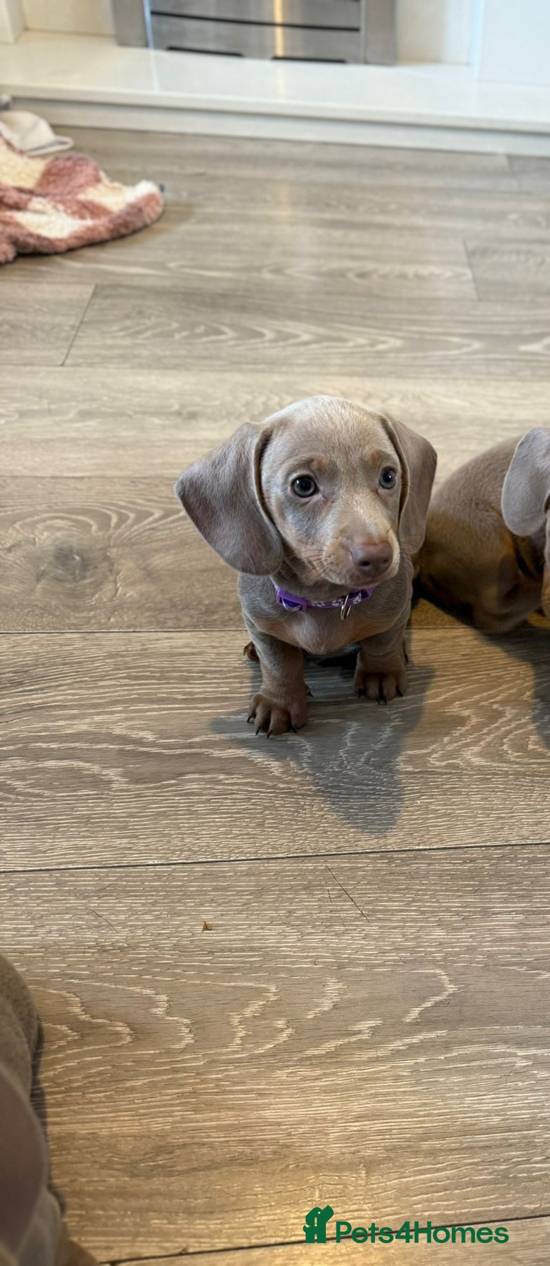 Miniature Dachshund dogs for sale: 8 Week Old Miniature Dachshund Puppies - Image 15