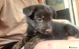 Mixed Breed dogs for sale: German Shepard X Dutch Herder Puppies - Image 27