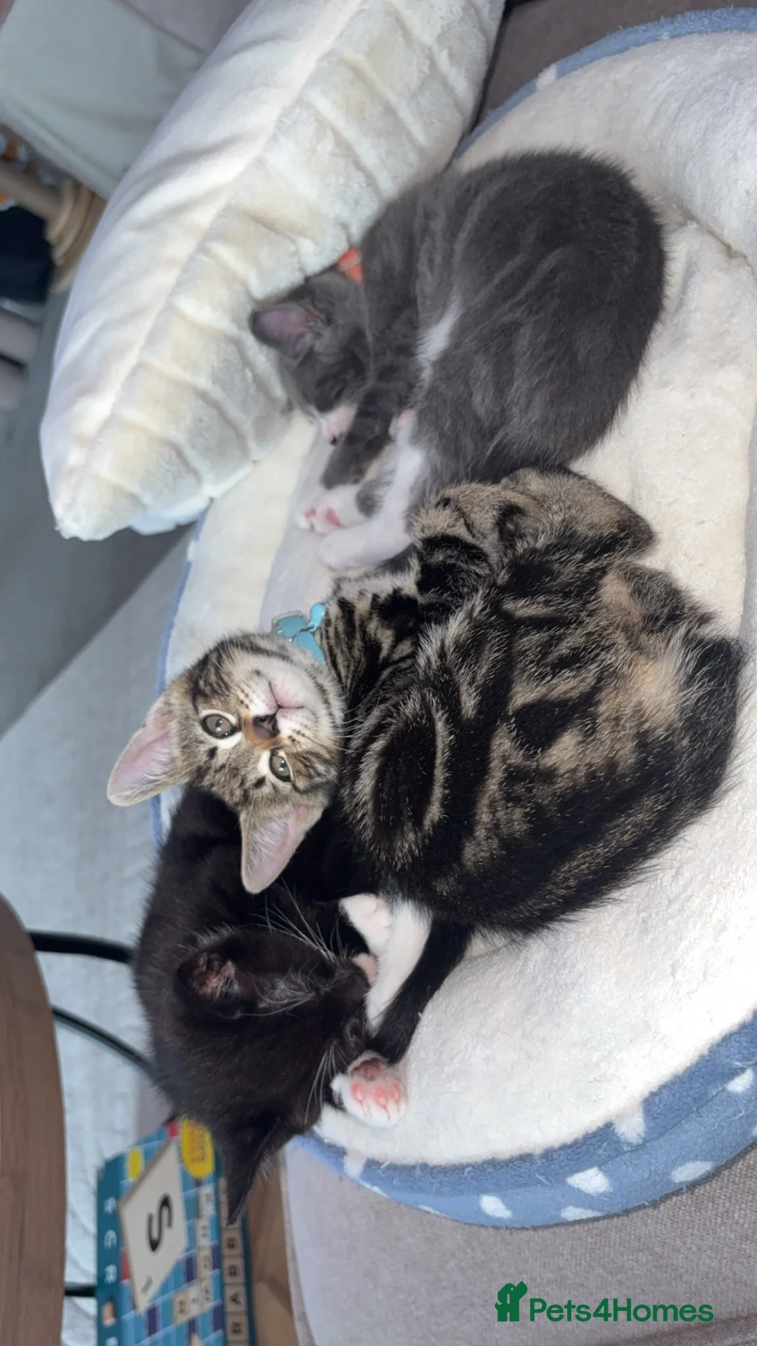 Mixed Breed cats for sale: Kittens for sale  - Advert 2