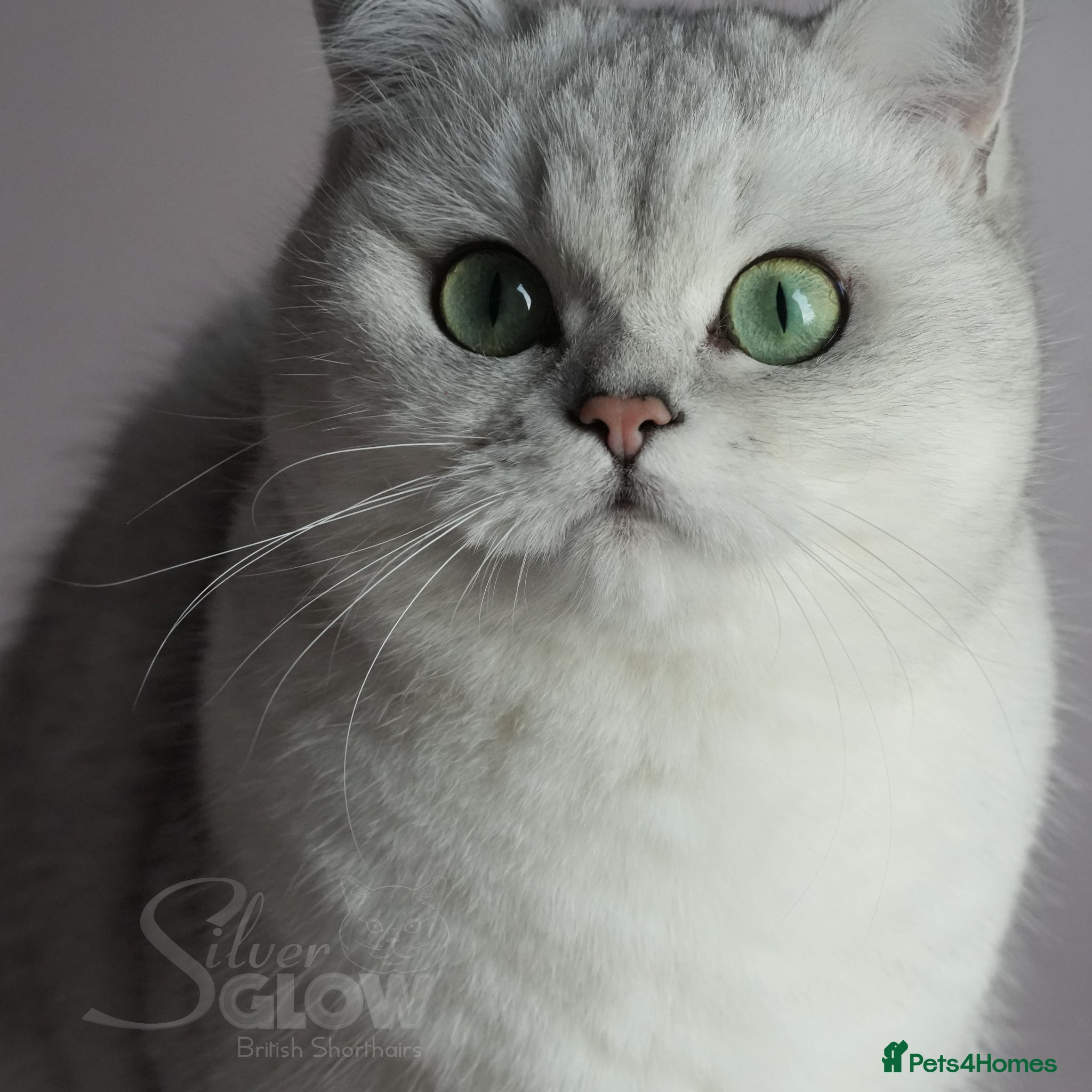 British Shorthair cats for sale: BSH Retired queen, GCCF reg - Advert 2