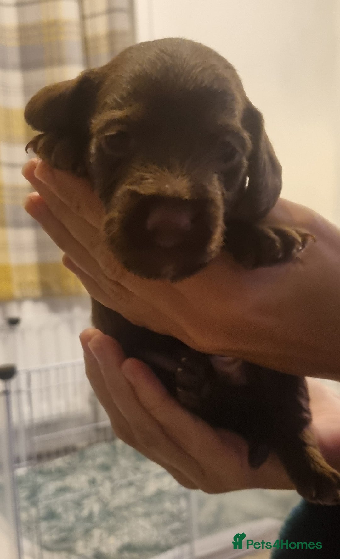 Mixed Breed dogs for sale: Dachschund x doxipoo puppies - Image 16