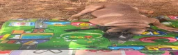 Bullmastiff dogs for sale: 10-Month-Bullmastiff Boy – Looking for a Home  - Advert 2