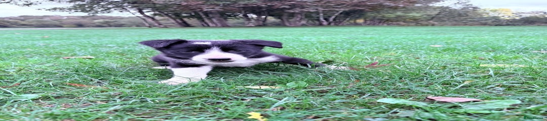 Border Collie Puppy 5