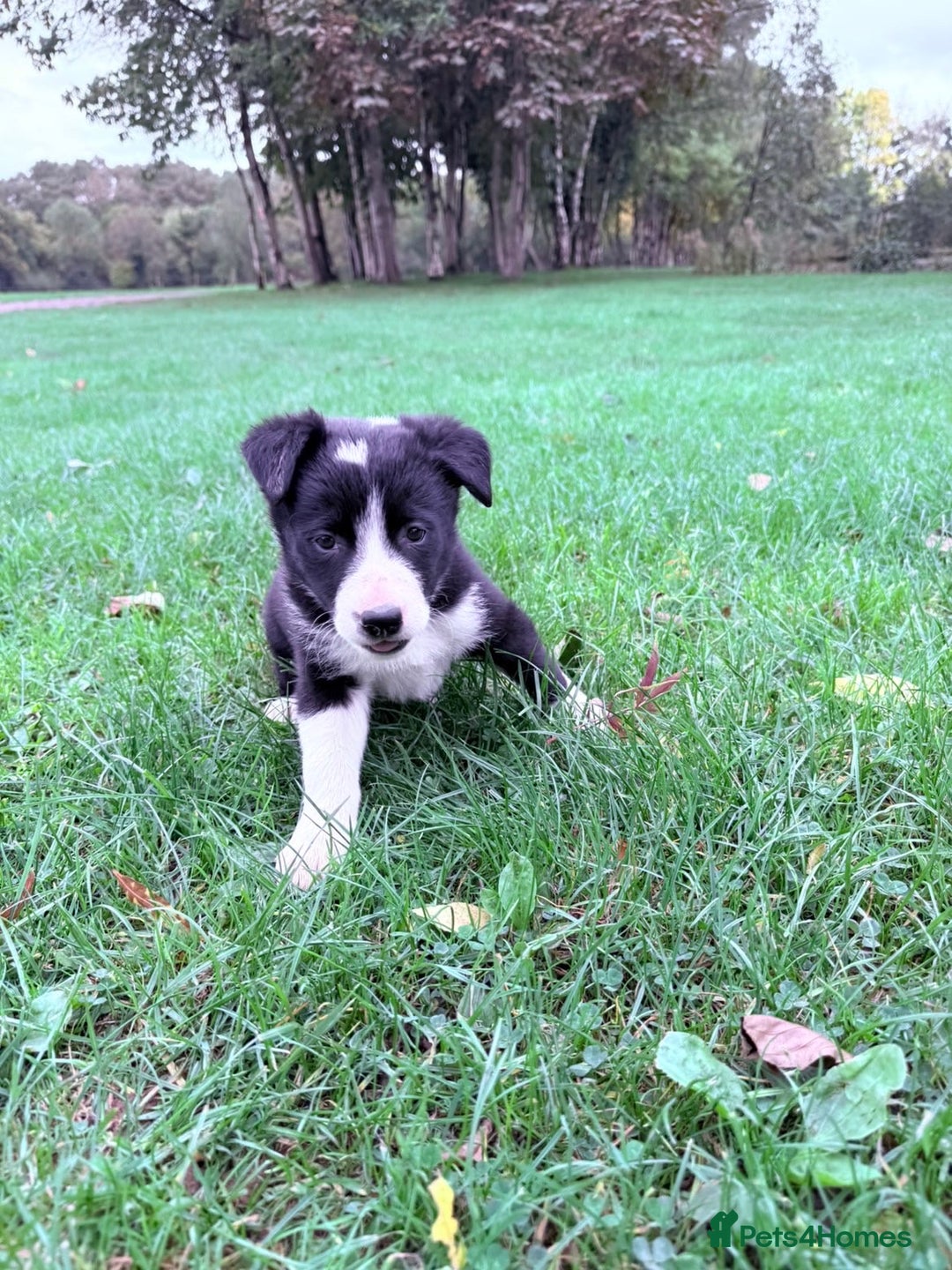 Border Collie dogs for sale: Border collies puppies - Image 27