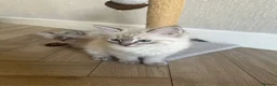 Ragdoll cats for sale: Ragdoll X Lynx kitten - Advert 3