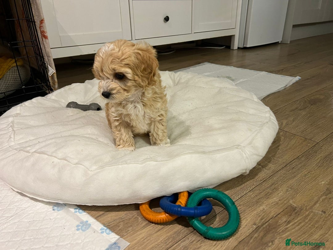 Miniature Poodle dogs for stud: Stud miniature poodle  - Advert 8