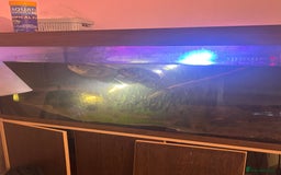 Other/Mixed Breed fish for sale: Oscars/ Tank  - Image 1
