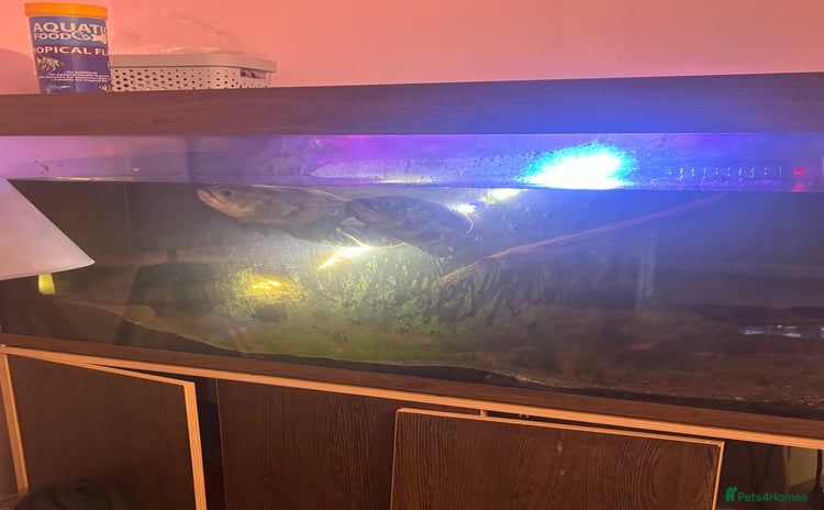Other/Mixed Breed fish - Advert 2
