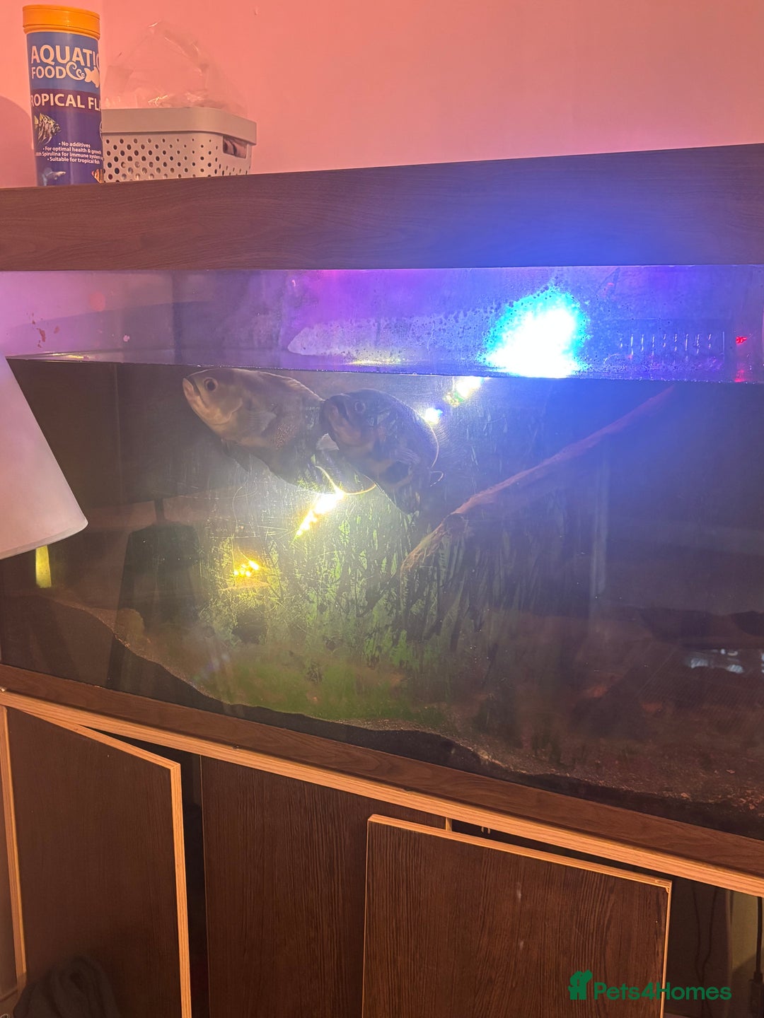 Other/Mixed Breed fish for sale: Oscars/ Tank  - Image 1