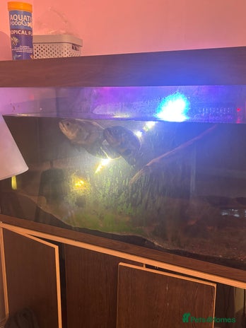 Other/Mixed Breed fish - Advert 14