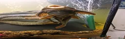Plecos fish for sale: 10inch rusty pleco  - Advert 2