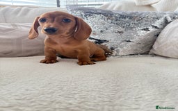 Miniature Dachshund dogs for sale: Miniature red dachshunds - Image 19