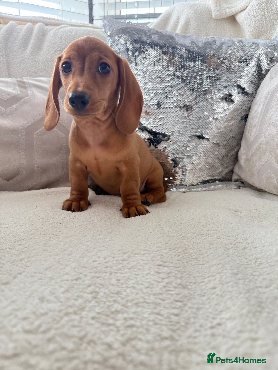 Miniature Dachshund dogs for sale: Miniature red dachshunds - Image 19