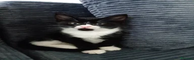 Chinny