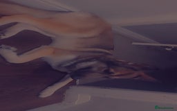 German Shepherd dogs for sale: Female German shepard  - Image 12