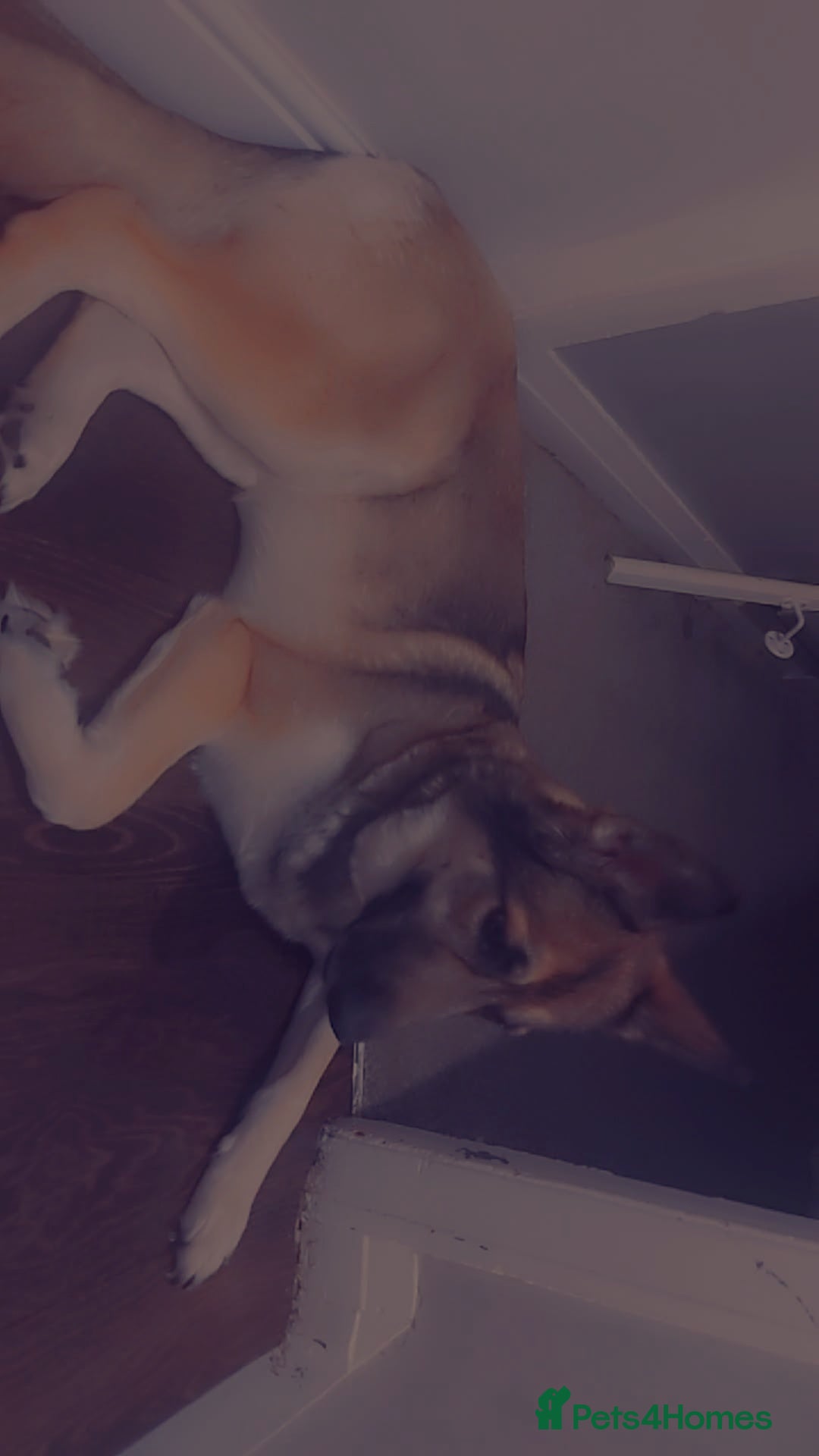 German Shepherd dogs for sale: Female German shepard  - Image 12