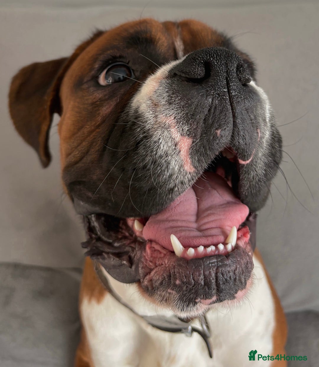 Boxer dogs for stud: Full pedigree boxer dog for stud  in Runcorn - Image 10
