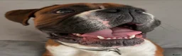 Boxer dogs for stud: Full pedigree boxer dog for stud  - Advert 15
