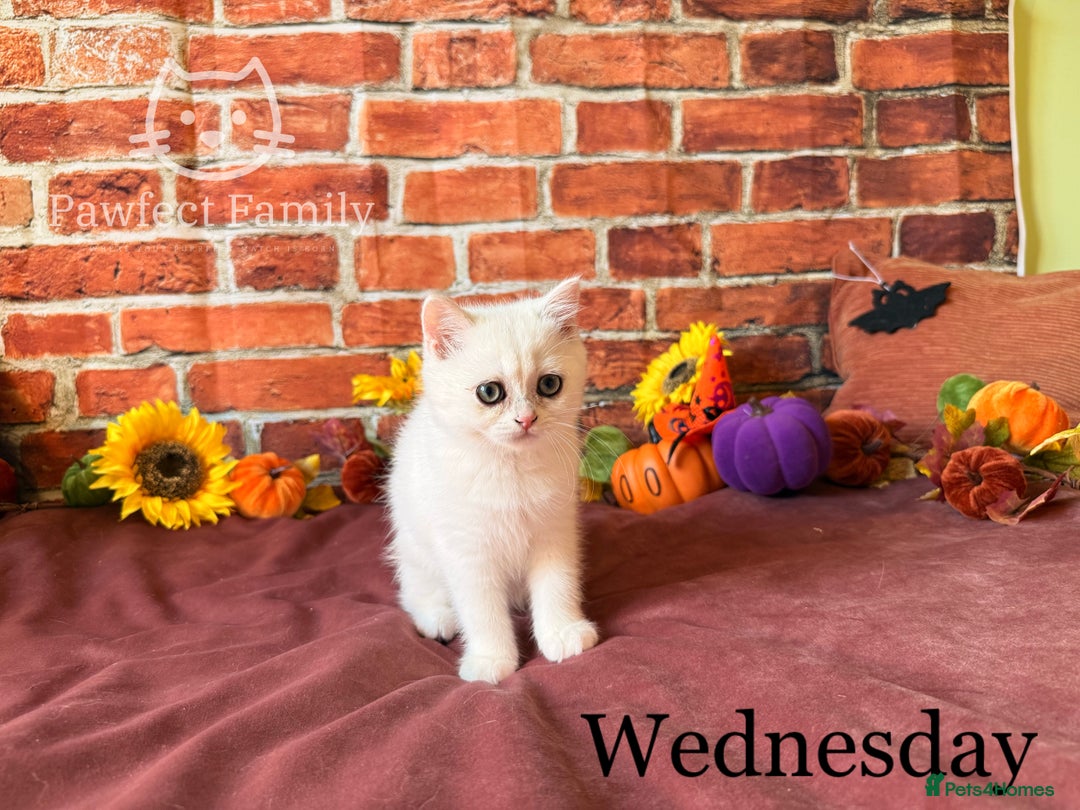 British Shorthair cats for sale: Superb pedigree show quality kittens - Image 10