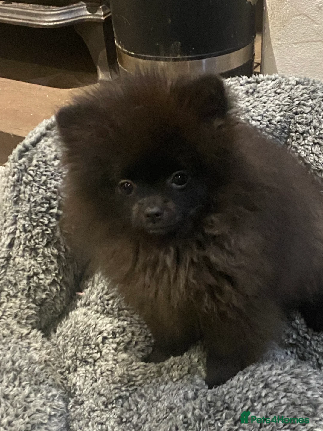 Pomeranian dogs for sale: Adorable fluffy pom puppies - Advert 27