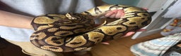 Python Snake reptiles for sale: Ball Pythons Leopard YB lesser enchi gravel pastel - Advert 4