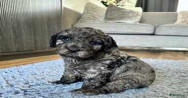 Cavapoo dogs - Advert 13