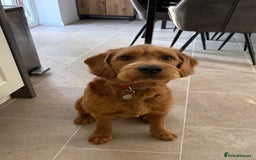 Labradoodle dogs for sale: 10 month old labradoodle for rehoming - Image 2