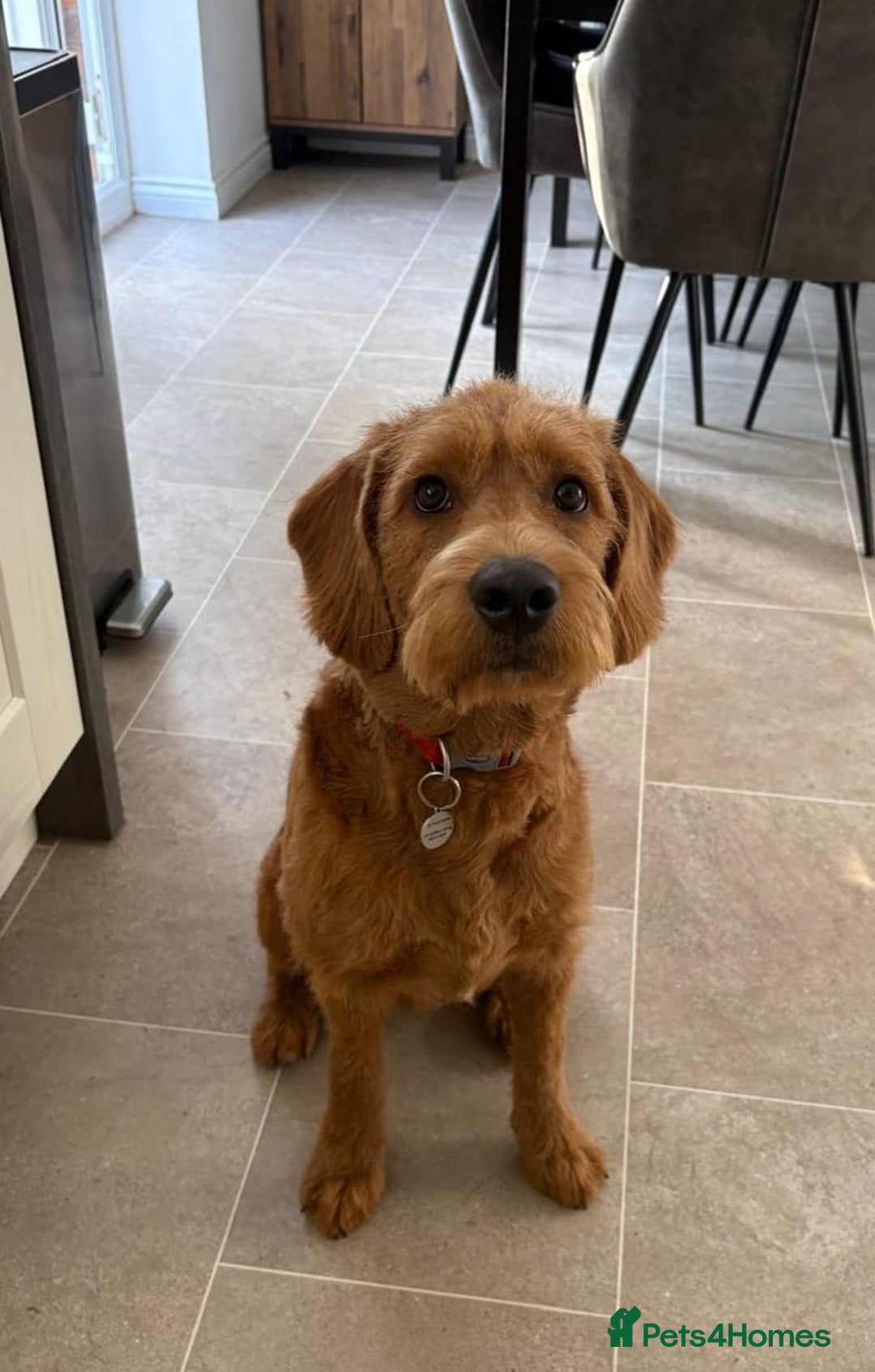Labradoodle dogs for sale: 10 month old labradoodle for rehoming - Image 2