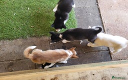 Siberian Husky dogs for sale: Siberian husky puppies (ready forever loving home) - Image 22