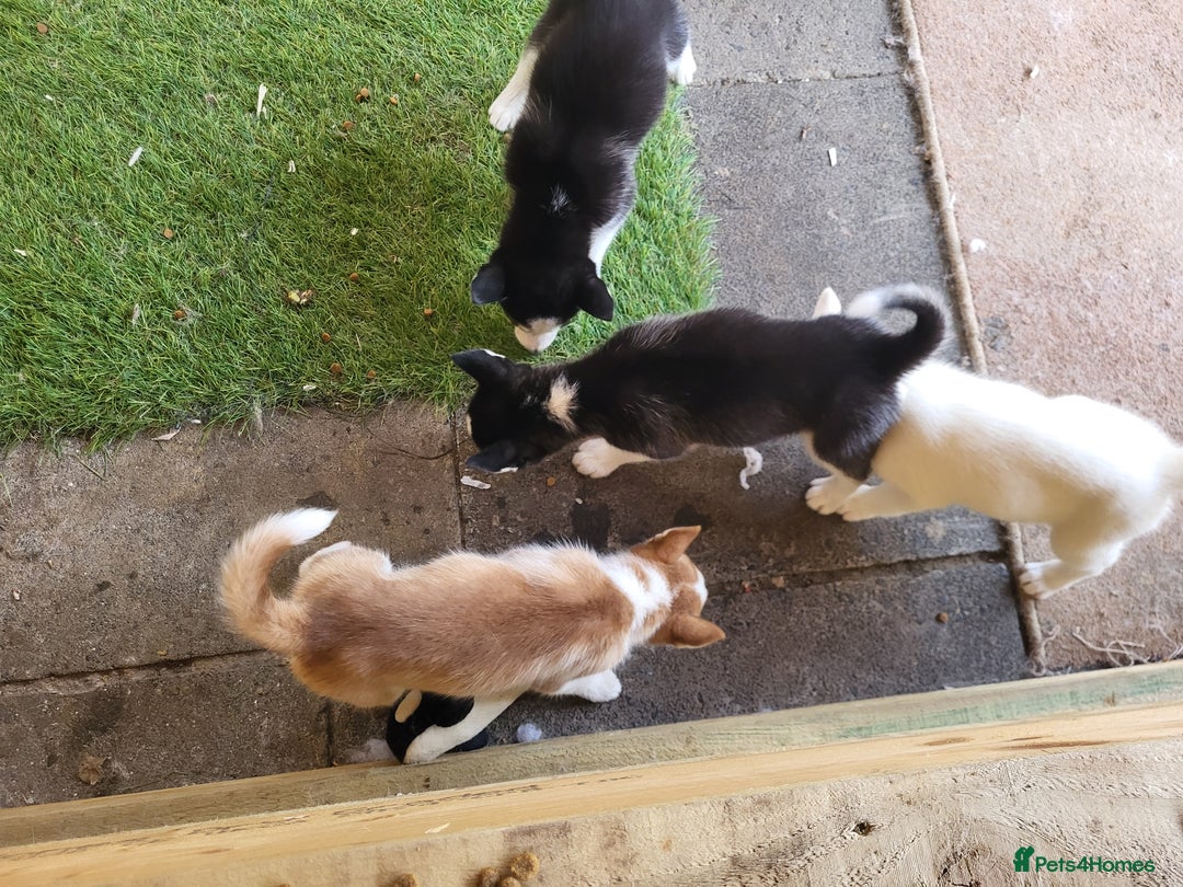 Siberian Husky dogs for sale: Siberian husky puppies (ready forever loving home) - Image 22