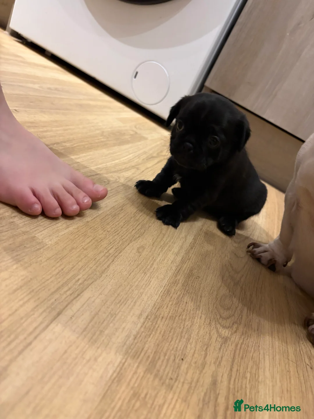 Pug dogs for sale: 3 gorgeous pug puppies - Advert 8