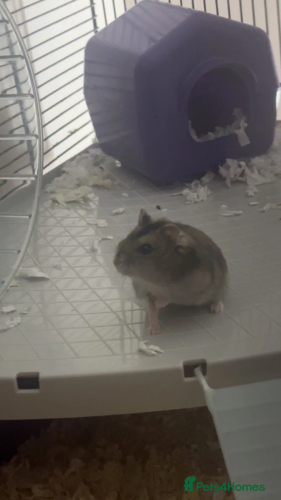 Hamster rodents for sale: hamster ready for a new home  in Wrexham - Advert 2