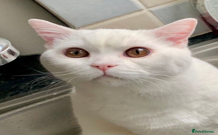 British Shorthair cats - Advert 14