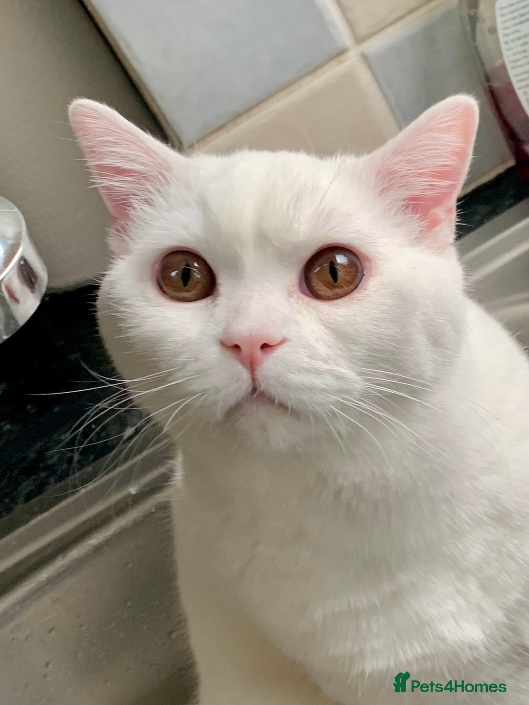 British Shorthair cats for sale: 🐻‍❄️Cuddly Pollar Bear/BSH Boy🐻‍❄️🤪🍼☘️ - Image 1