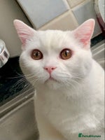 British Shorthair cats - Advert 3