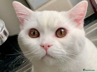 British Shorthair cats - Advert 7