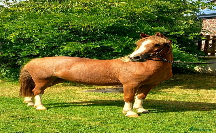 Welsh Section A horses - Advert 5